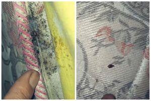 Tak perlu kapur barus, begini trik ampuh menghilangkan kutu kasur pakai 1 bahan dapur