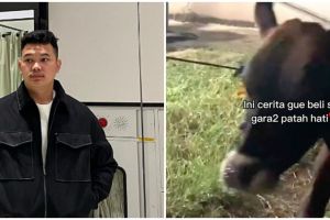 Patah hati gara-gara cinta, cerita pria lampiaskan kegalauan dengan cara pelihara sapi ini bikin haru 