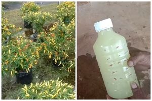 Bukan diberi garam, ini cara menyuburkan pohon cabai agar buahnya lebat rimbun dengan 1 bumbu dapur