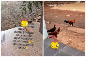 Cara mengusir ayam agar tidak buang kotoran di teras rumah, cuma pakai satu bahan makanan