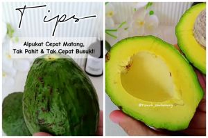Empuk dalam 3 hari tanpa diperam beras, ini trik ampuh mematangkan alpukat pakai 1 alat sederhana