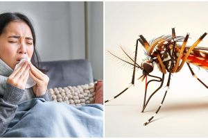 Sinyal bahaya demam berdarah (DBD), kenali bagian tubuh yang kerap mengalami nyeri