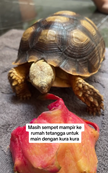 Berawal salah injak gas, momen wanita belajar mobil ini endingnya bikin tercengang