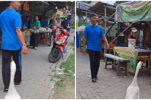 Aksi pria beli donat untuk angsa bikin tercengang, alasan di baliknya bikin geleng-geleng kepala