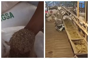 Bukan pakai rumput, ini cara bikin pakan kambing agar cepat gemuk pakai 1 jenis sayuran