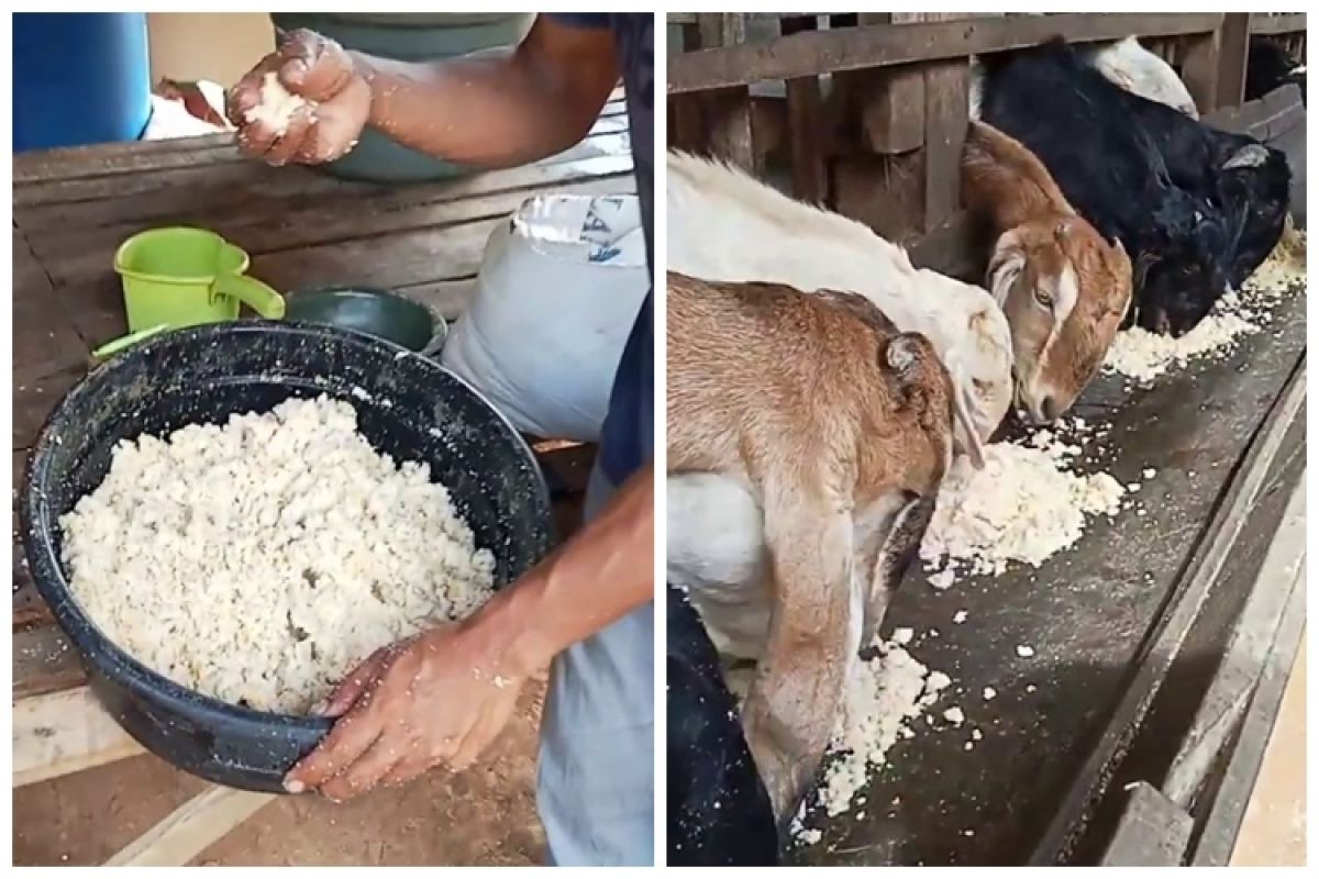 Instead of using grass, this is a way to increase the goat's appetite