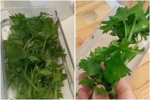 Tak pakai aluminium foil, ini trik simpan daun seledri agar awet hingga 9 hari andalkan 1 bahan dapur