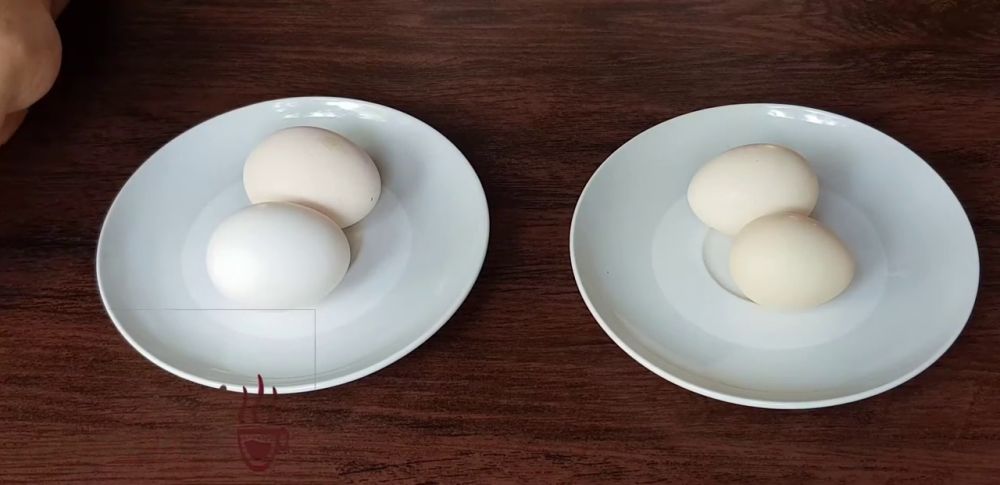 Jangan asal pilih yang putih, begini cara bedakan telur ayam kampung asli dan palsu agar tak terkecoh