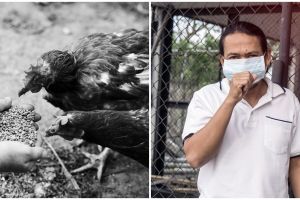 Flu burung jadi ancaman global yang harus diwaspadai, kenali gejala, penyebab, dan cara mengatasinya