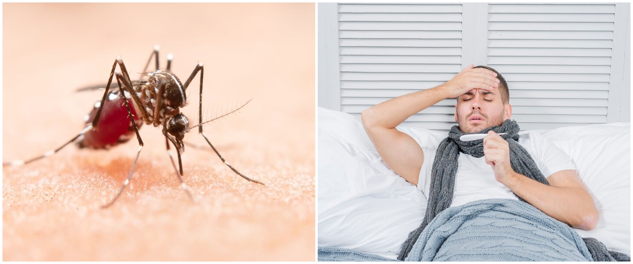 Chikungunya vs demam berdarah, pahami perbedaan dan persamaannya, lengkap dengan cara penanganannya
