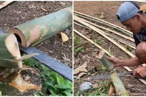 Pria tunjukkan cara nyeleneh membelah bambu yang hemat waktu dan tenaga, tukang wajib tahu