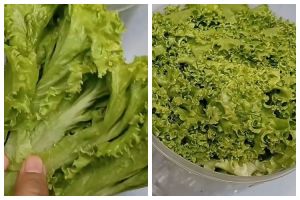 Cara menyimpan selada agar awet segar hingga 1 bulan, renyah tahan lama
