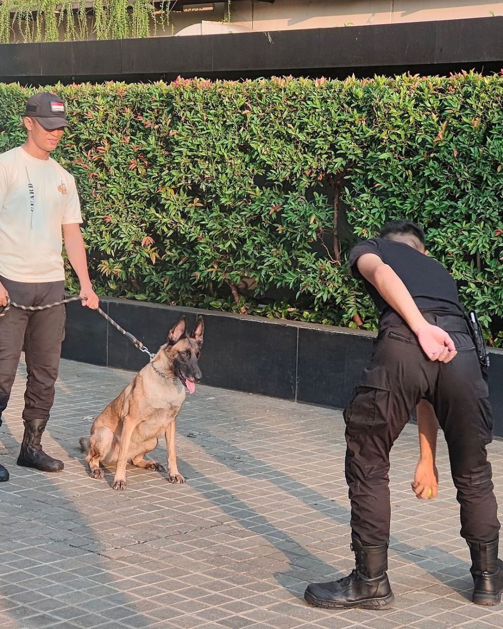 Viral aksi satpam mal siksa anjing penjaga, pihak Plaza Indonesia beberkan kondisinya kini