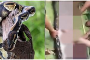 Kisah tragis wanita di Sulsel tewas dilahap piton sepanjang lima meter, jasad ditemukan dalam perut