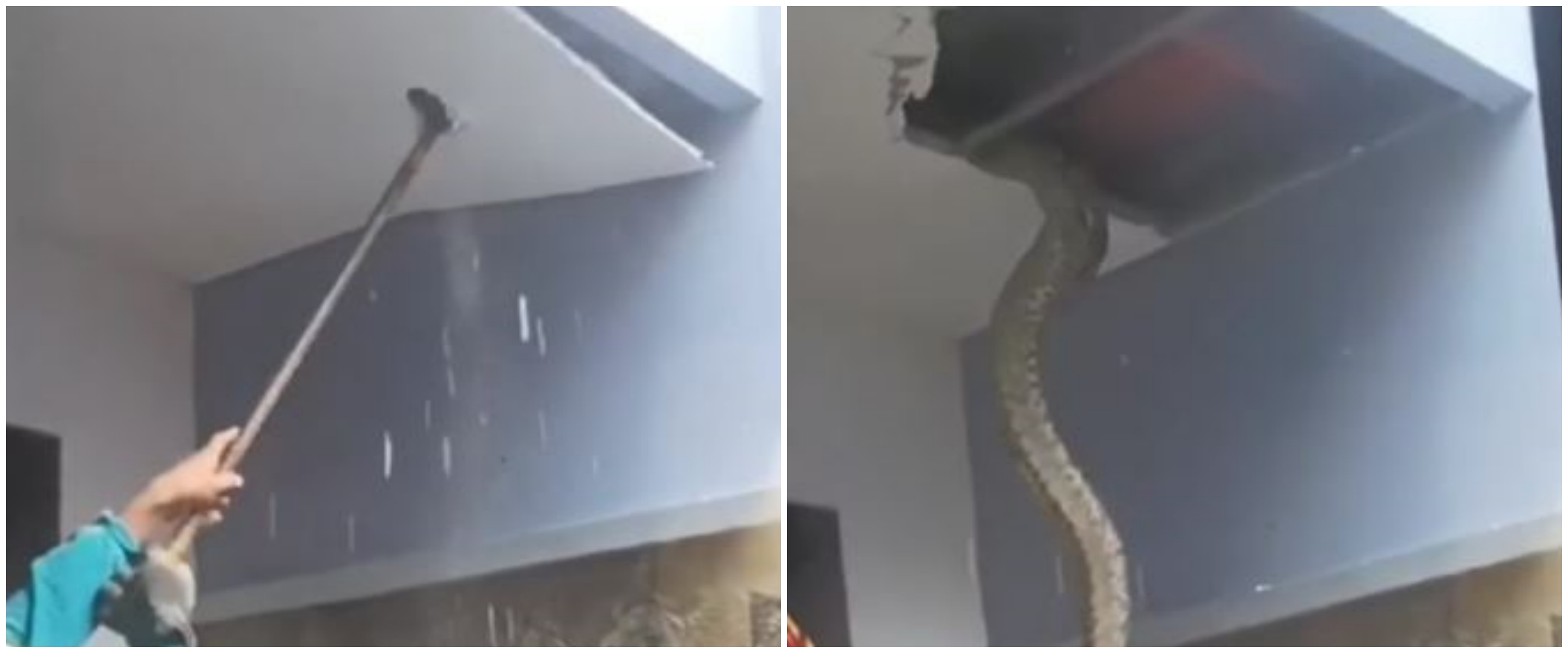 Cara petugas damkar deteksi ada ular besar di plafon rumah ini sepele tapi tepat sasaran