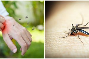 5 Fakta tentang bakteri Wolbachia yang dikembangkan pemerintah untuk membasmi DBD