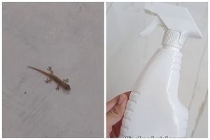 Tak perlu repot bikin jebakan, ini trik usir cicak yang ampuh dan alami cuma andalkan 1 bumbu dapur