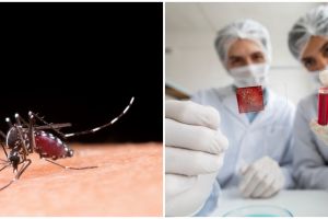 Orang dengan golongan darah O lebih berisiko digigit nyamuk, kenali penyebab dan cara mencegahnya