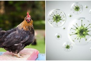 Anak 4 tahun kena flu burung, kenali penyebab, gejala, dan cara pencegahannya