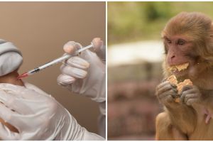 Waspada virus cacar monyet, kenali gejala, penyebab, dan cara pencegahannya