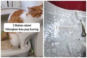 Cukup pakai 3 bahan dapur, begini cara hilangkan bau kotoran kucing secara cepat dan alami
