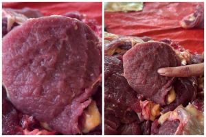 Penampakan potongan daging berdenyut-denyut bikin yang nonton merinding, ini faktanya