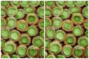 Cara membuat kue ape ala rumahan, enak dan antigagal