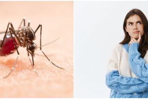 Benarkah demam berdarah (DBD) hanya terjadi sekali seumur hidup? Ini penjelasannya secara medis