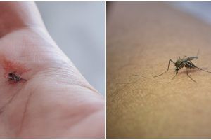 Lindungi diri dari demam berdarah (DBD), ini 9 cara agar terhindar dari gigitan nyamuk