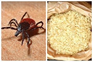 Tanpa cengkih, ini cara menyimpan beras agar awet dan tidak berkutu andalkan 2 jenis rempah