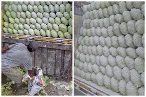 Viral bapak-bapak menaburkan semen putih ke tumpukan kubis yang akan dijual, ternyata ini alasannya