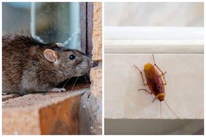 Tak perlu bikin perangkap, begini cara mengusir tikus dan kecoak di rumah supaya nggak balik lagi