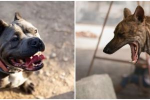 Cara mengatasi gigitan anjing agar tidak rabies, ini 12 tips dan trik yang wajib diketahui