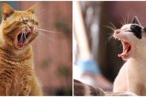 [KUIS] Jenis kucing yang kamu suka ungkap kepribadianmu, pilih lokal atau blasteran?