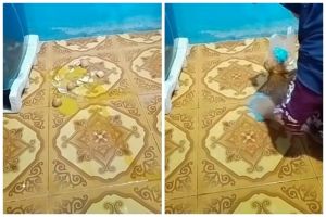Tanpa disiram air sabun, ini cara bersihkan noda telur pecah agar tak bau amis pakai 1 bahan dapur