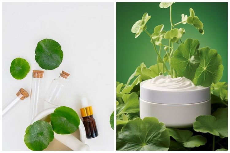 Mengenal kandungan centella skincare dan 6 manfaatnya untuk kulit yang bikin wajah bebas jerawat