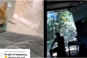 Viral banyak kucing yang hilang ternyata dimakan bapak kos di Semarang, sebut obat penurun kadar gula