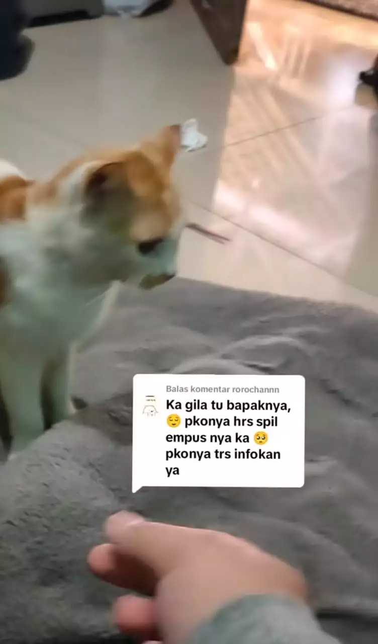 Sudah ditangani polisi, ini 7 fakta terbaru kasus bapak kos di Semarang yang makan kucing