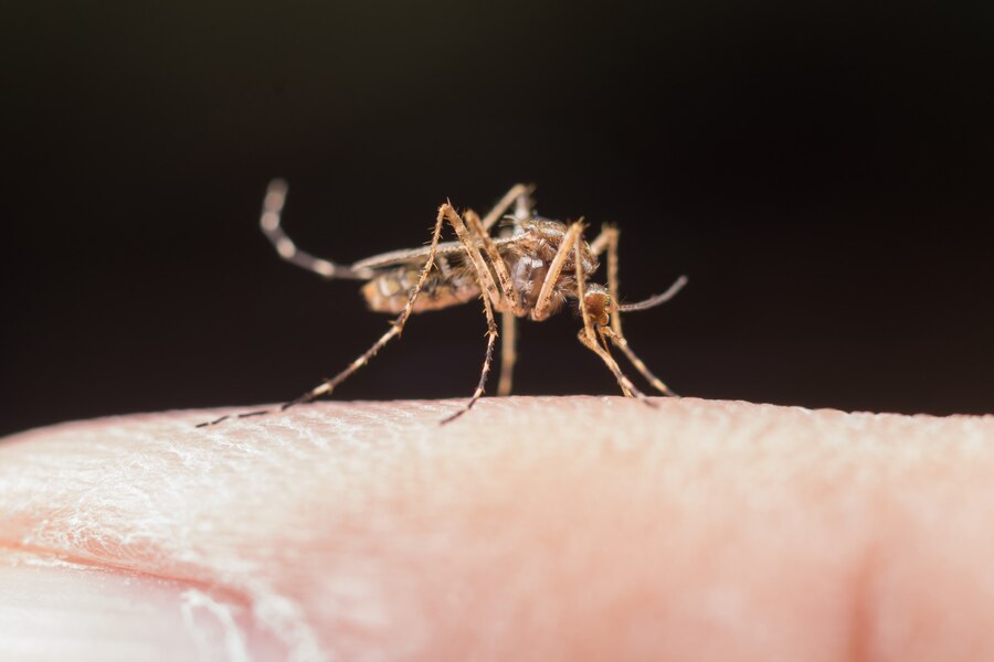 Disebut WHO sebagai next pandemi, kenali apa itu virus zika dan cara pencegahannya
