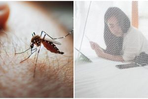 Waspada DBD di musim kemarau, ini 9 cara sederhana bikin nyamuk tak betah di rumah