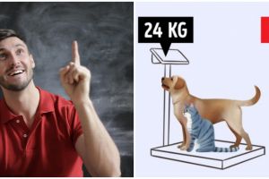 [KUIS] Ngaku jago matematika? Coba hitung berapa berat dari ketiga hewan ini