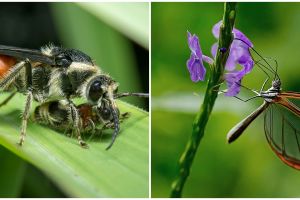 50 Contoh kalimat pronotum lengkap dengan pengertian dan artinya