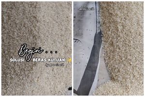Tak perlu diberi rempah, ini cara usir kutu di beras agar bersih tuntas dan layak dikonsumsi