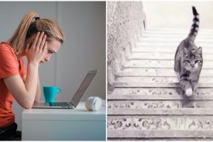 [KUIS] Lihat kucing ini naik atau turun? Jawab dan temukan apakah kamu siap bekerja di bawah tekanan