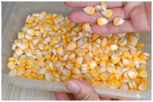 Bukan menggunakan pisau, ini trik simpel memipil jagung agar butirannya utuh