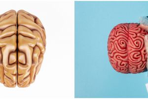 Mikroplastik ditemukan di otak manusia, kenali penyebab, risiko, dan dampaknya untuk kesehatan