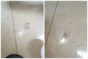 Tak perlu kapur barus, ini trik mengusir semut secara alami cukup pakai 1 bumbu dapur