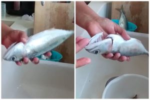 Nggak perlu pakai pisau, ini trik mengeluarkan isi perut ikan cuma dalam waktu 30 detik