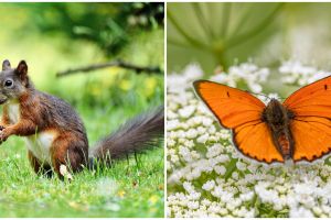 7 Jenis sistem reproduksi pada hewan, disertai dengan penjelasan, cara, dan fungsinya