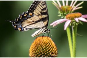 Macam-Macam penyerbukan lengkap dengan pengertian dan contoh untuk memahami reproduksi tanaman